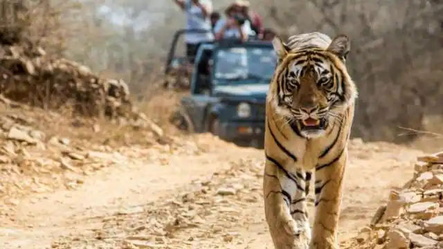 कॉर्बेट नेशनल पार्क में पर्यटकों को बाघ-वन्य जीवों के दीदार को करना होगा इंतजार, 14 जून तक फुल है बुकिंग