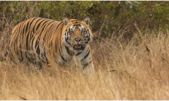 तीन दोस्तों पर बाघ ने किया हमला, एक को जबड़े में दबाकर ले गया, बुरे हाल में मिला शव