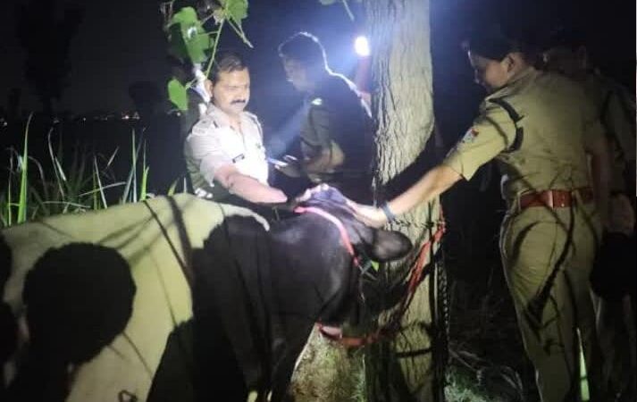 गौ तस्करों से देर रात पुलिस की मुठभेड, एक तस्कर  घायल