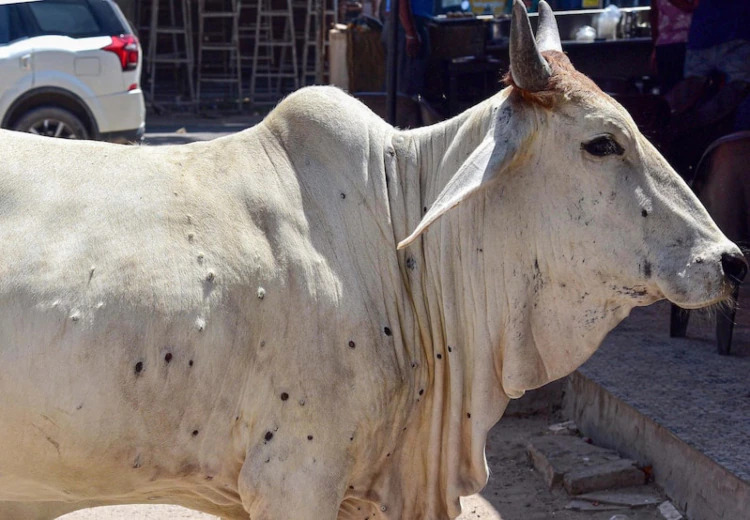 लंपी वायरस के कारणों की तलाश को पिथौरागढ पहुंची वैज्ञानिकों की टीम