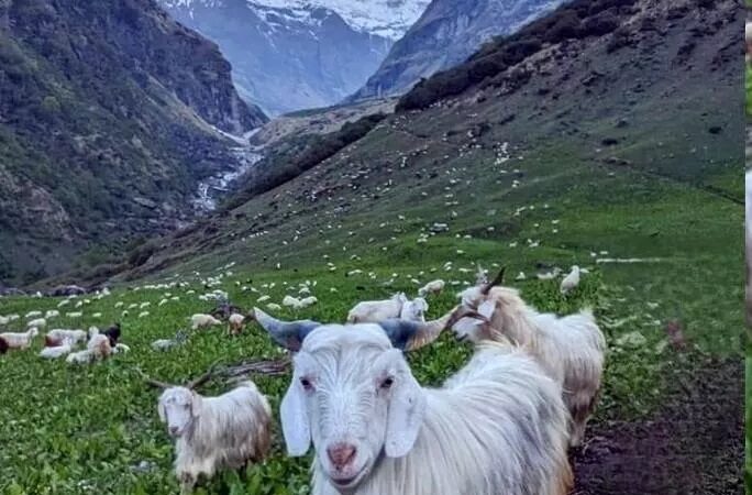 शीत लहर के चलते चरवाहों ने किया निचली घाटी का रुख