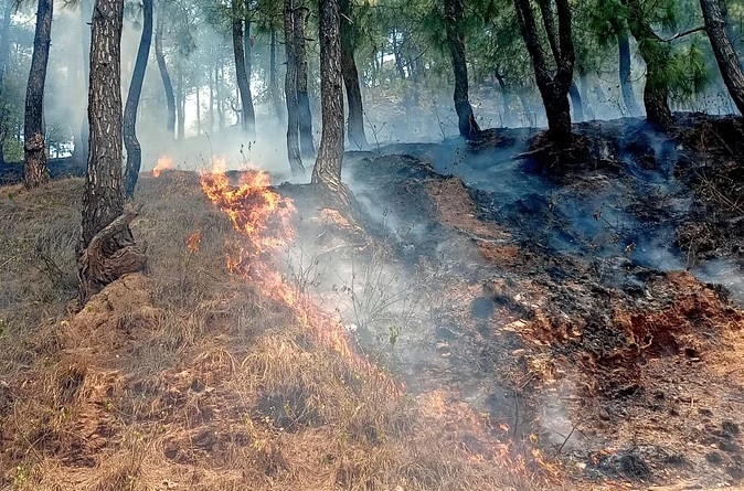 जंगल संकटग्रस्त, सरकार चुनाव में मस्त