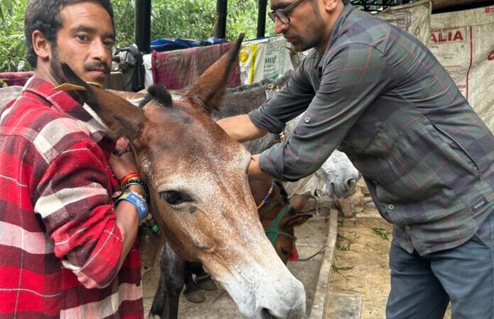 केदारनाथ धाम मार्ग में फंसे पशुओं को रेस्क्यू कर सुरक्षित स्थान पर लाया गया