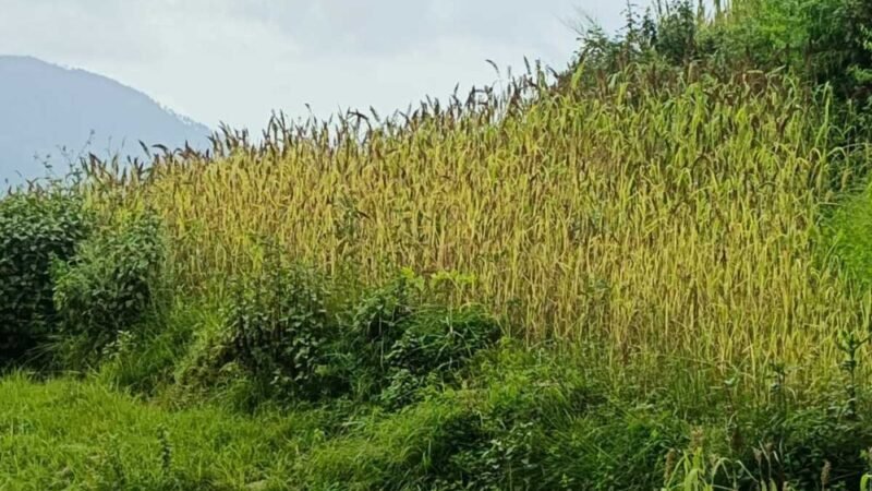 रुद्रप्रयाग में मिलेट मिशन को मिला बल-  मंडुवा (रागी) का MSP ₹48.86/किलो, 2500 क्विंटल खरीद का लक्ष्य