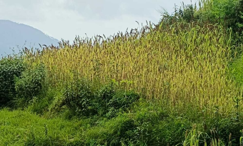 रुद्रप्रयाग में मिलेट मिशन को मिला बल-  मंडुवा (रागी) का MSP ₹48.86/किलो, 2500 क्विंटल खरीद का लक्ष्य
