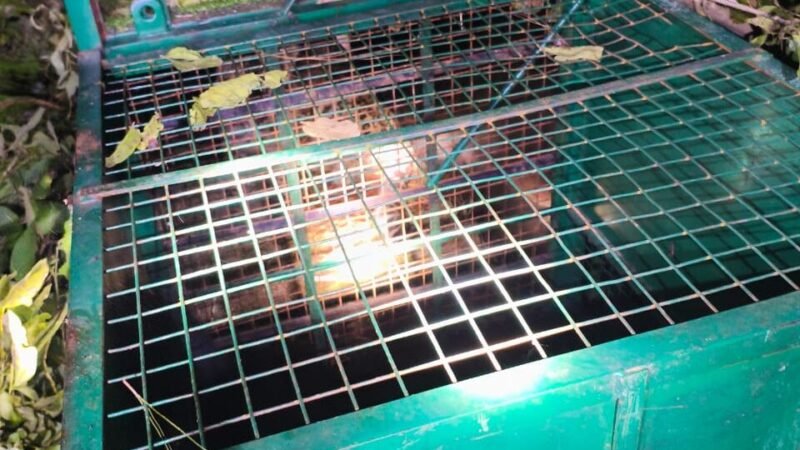 जोंडला, अगस्त्यमुनि के समीप गुलदार का सफल रेस्क्यू, क्षेत्रवासियों ने ली राहत की सांस